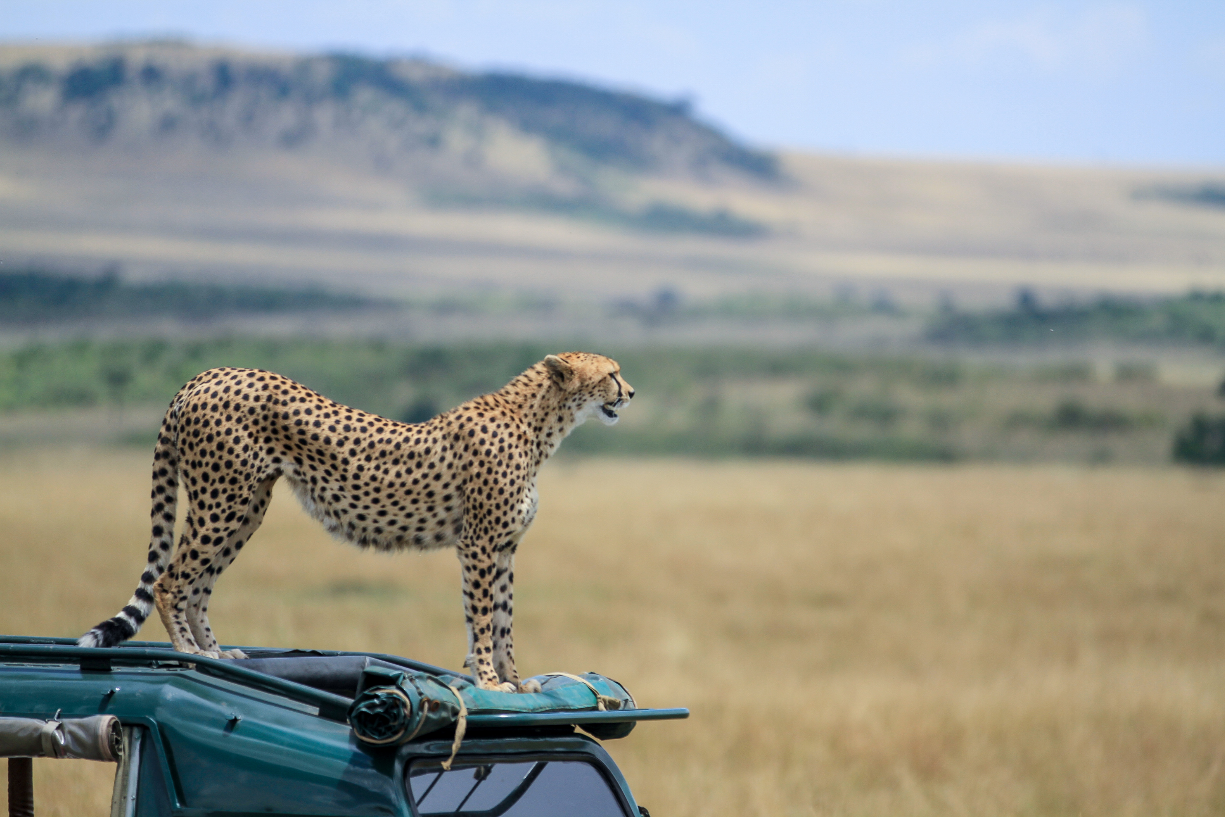 maasai mara national reserve (2).webp